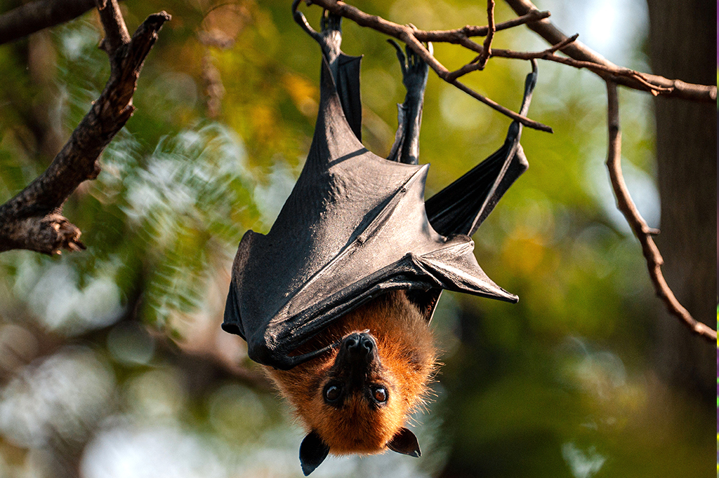 Um morcego frugívoro em uma árvore em Wat Khanon Tai.