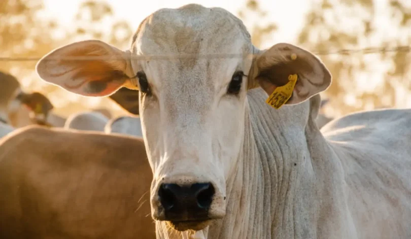 Mercado Pecuário: Preços Firmes E Oferta Restrita De Animais Ao Final De Janeiro 1 2026 word2