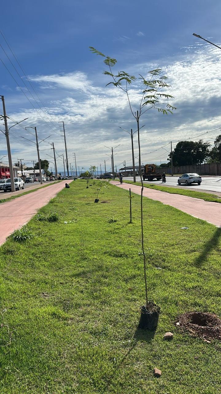 Prefeitura De Cuiabá Planta Mais De 1,1 Mil Mudas Em Vias E Praças Da Capital Em Janeiro: Saiba Mais! 1 Arquivo