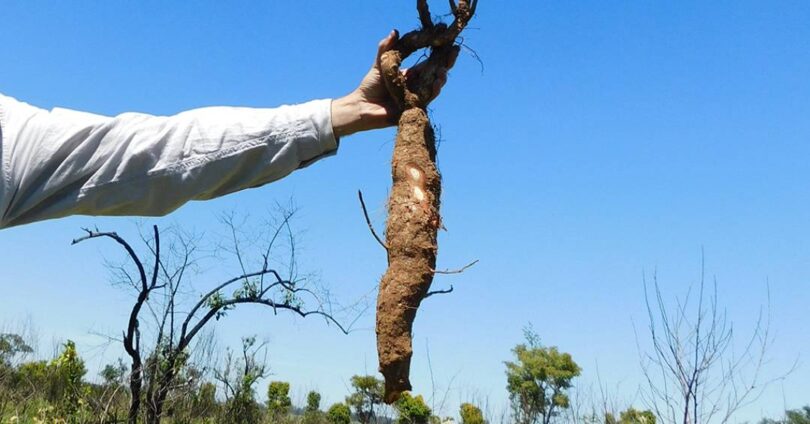Estudo Revela Que Plantas Rasteiras Do Cerrado Podem Viver Mais De 100 Anos 1 2026 word2