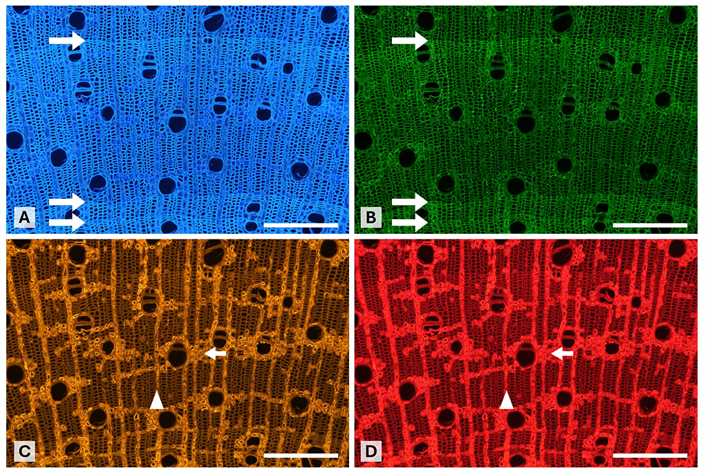 3001-Plantas-Layout_Site Células dos anéis de crescimento em plantas pequenas sob diferentes filtros de cor