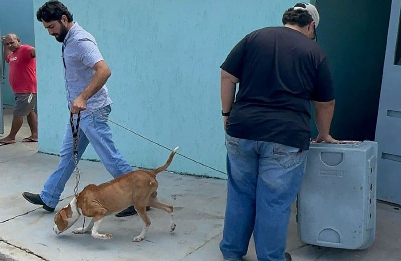Cães Resgatados No Jardim Piracema, Barra Do Garças: História De Superação E Solidariedade 1 2026 word2