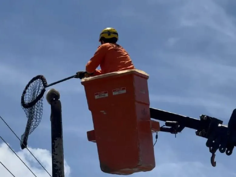 Bombeiros Resgatam Gambá Em Lucas Do Rio Verde: Mobilização Na Cidade 1 2026 word3