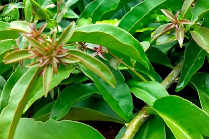 Descubra Como Transformar Plantas Alimentícias Não Convencionais (Pancs) Em Refeições Deliciosas Em Um Curso Especializado 1 2026 word1