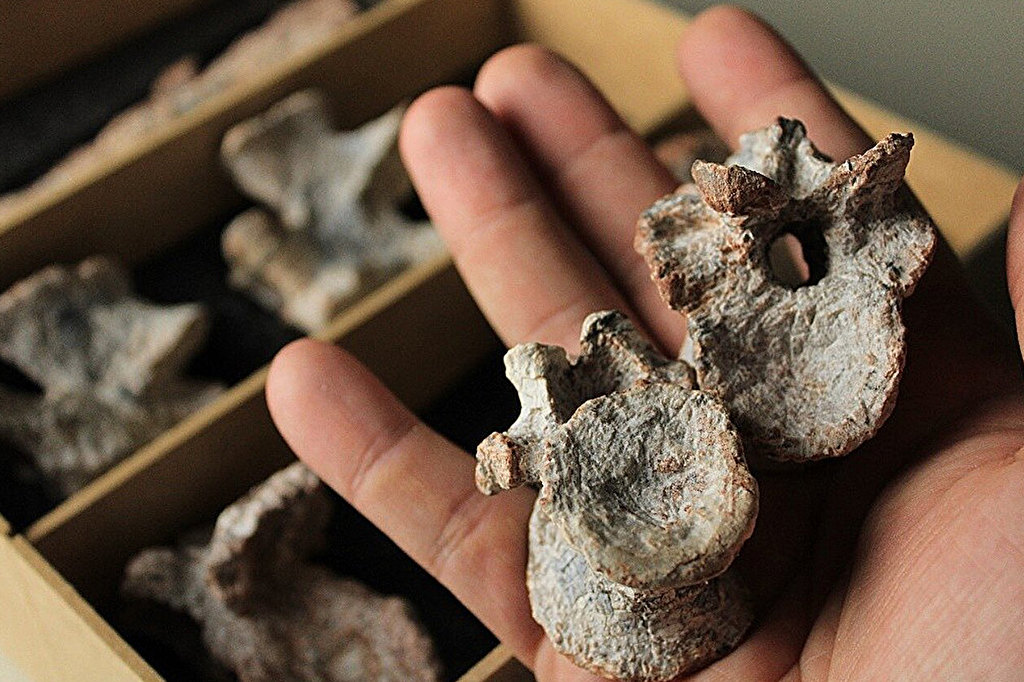 2801-Réptil-Layout_Site1 Fotografia dos Fóssil de Tainrakuasuchus bellator.