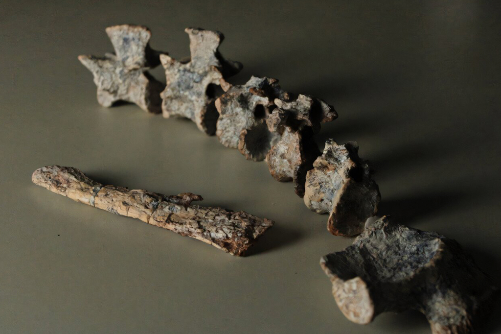 2801-Réptil-Layout_Site2 Fotografia dos Fóssil de Tainrakuasuchus bellator.