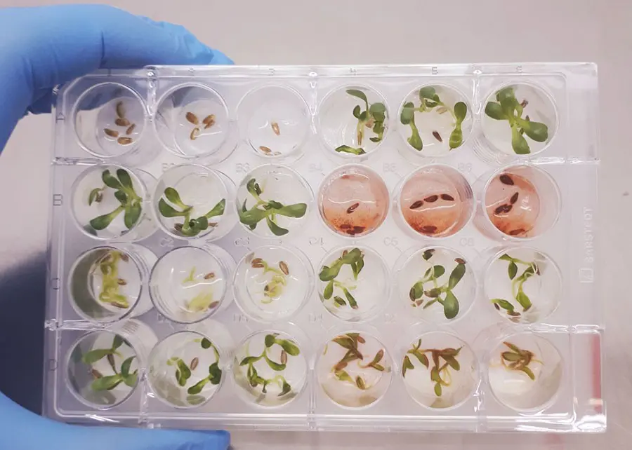 Herbicida-Ufmg-Embrapa-Sementes-Jpg Ensaio mostra extrato bruto do fungo Fusarium (em vermelho) inibindo a germinação de sementes de dicotiledônea