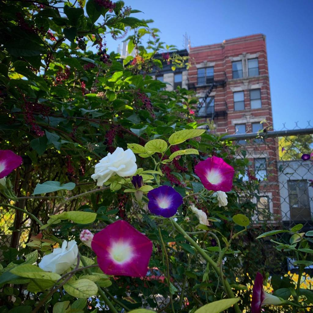 jardim-comunitario-nyc