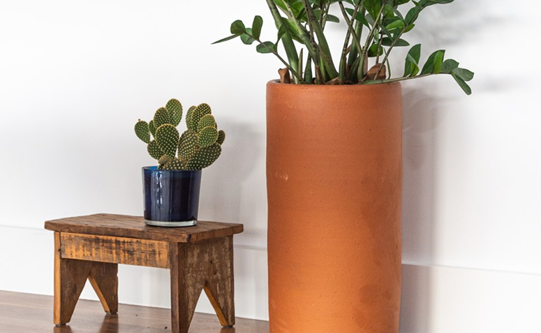 Cacto em vaso dentro de casa, exemplo comum de cultivo em ambientes internos
