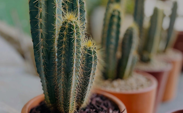 Detalhe de cacto em vaso, mostrando textura e aparência da planta para identificar sinais de estresse