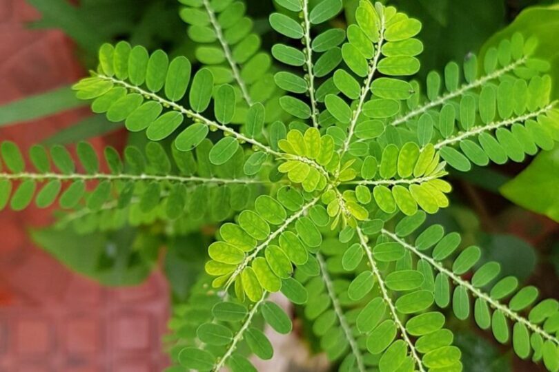 Planta Quebra-Pedra Se Torna Remédio Industrializado No Brasil: Informações Sobre Disponibilidade No Sus 1 2026 word3