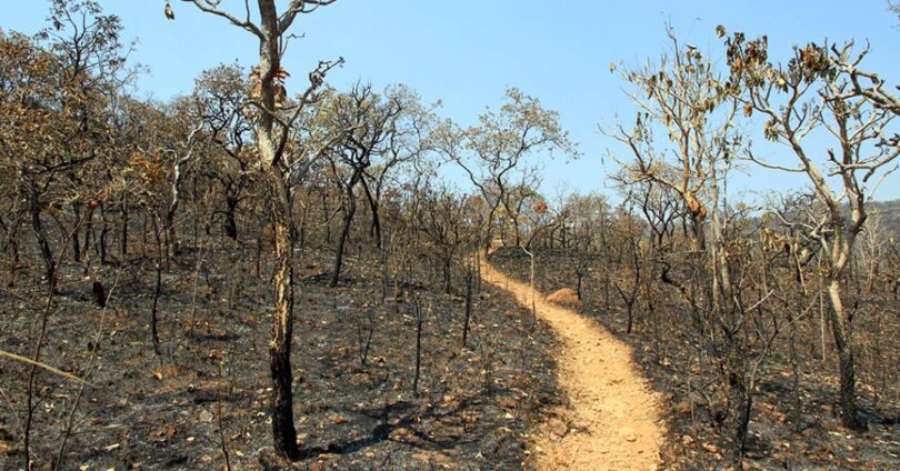 Desmatamento Do Cerrado: Mais De 55% Da Vegetação Nativa Já Foi Perdida 1 2026 word2