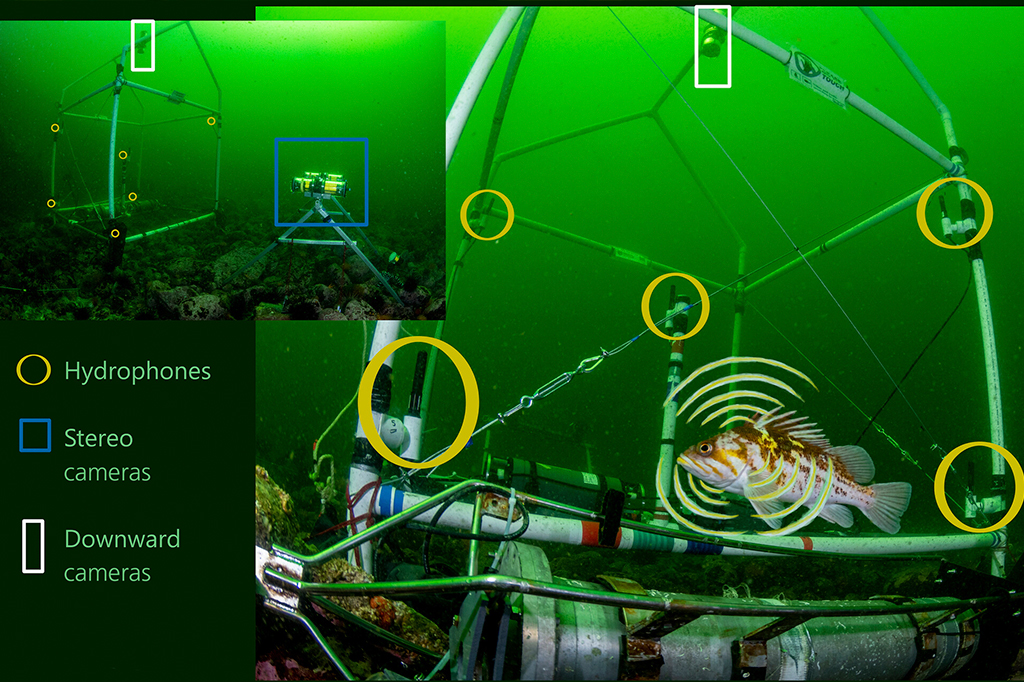 Matriz de localização com visualização do peixe-rocha-cobre (Sebastes caurinus) vocalizando próximo a hidrofones.