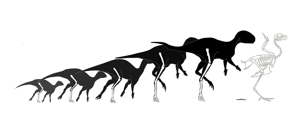 Imagem da trajetória de crescimento de Foskeia pelendonum, comparada à de uma galinha adulta. Esta trajetória baseia-se em elementos ósseos de tamanhos diferentes e em sua histologia. Observe os membros anteriores proporcionalmente menores nos indivíduos mais maduros.
