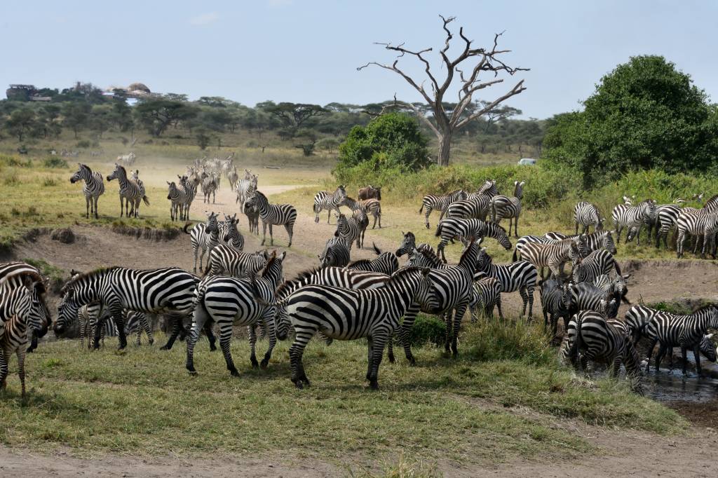 Serengeti Tanzânia
