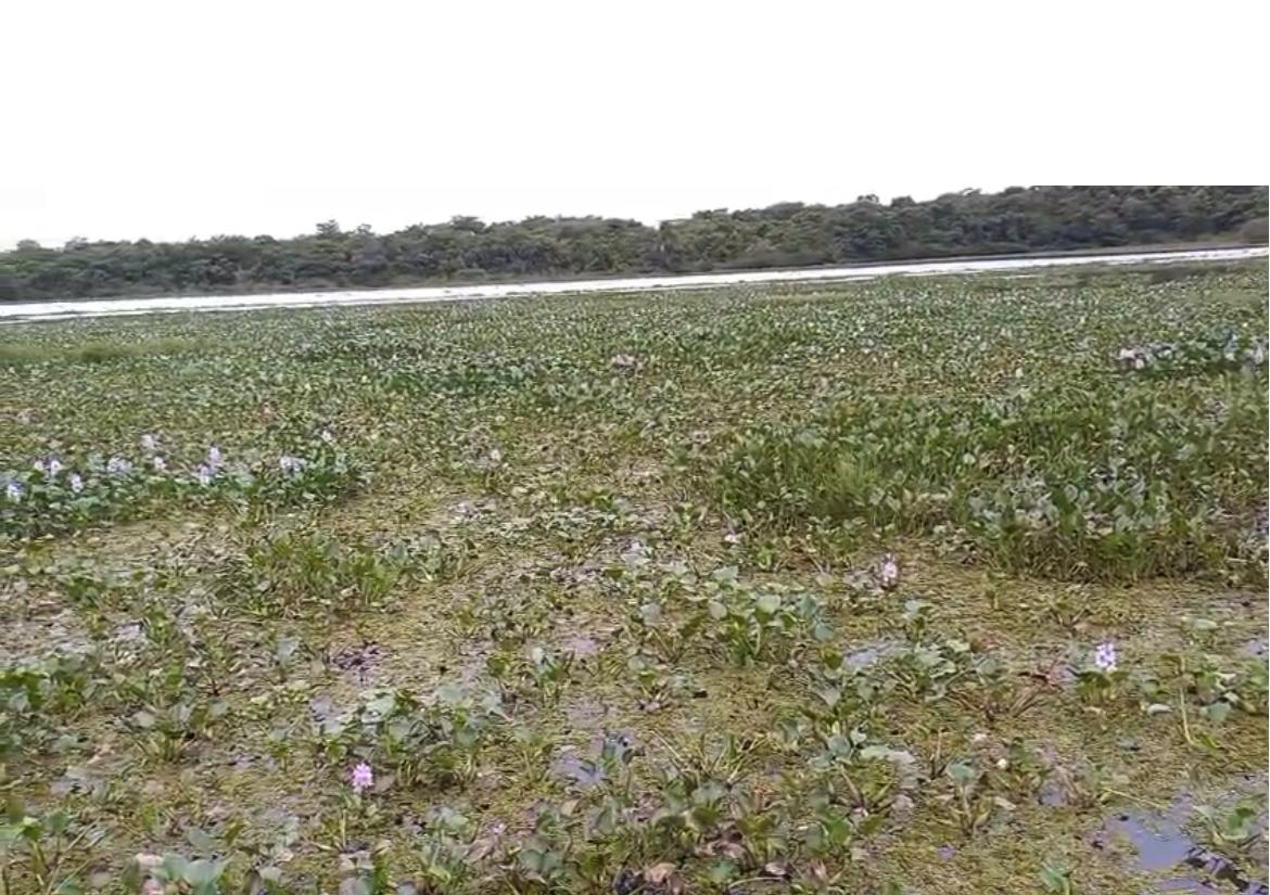 Secretaria Municipal de Meio Ambiente realizou vistorias, coletas e análises da água após denúncias