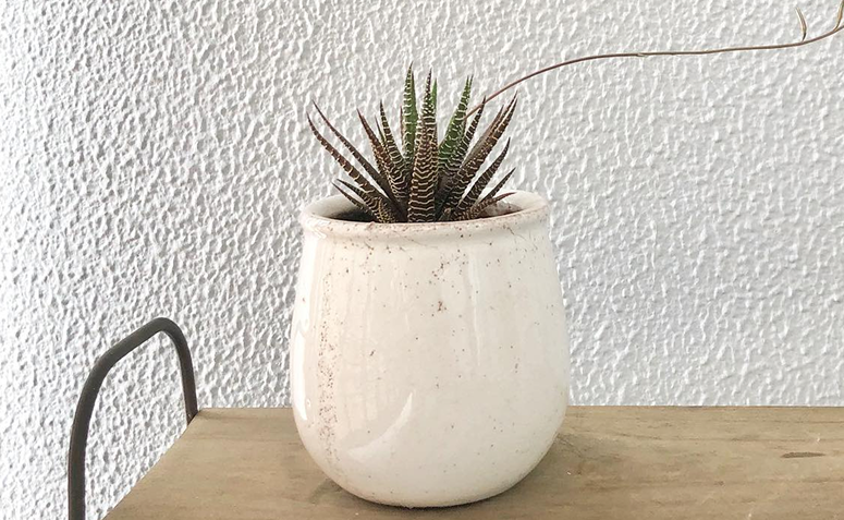 Alt: planta-zebra (Haworthia fasciata) cultivada em vaso pequeno dentro de casa, com folhas verdes listradas
