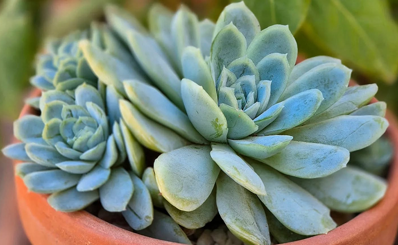 rosa-de-pedra (Echeveria elegans) em vaso decorativo, com folhas em formato de roseta