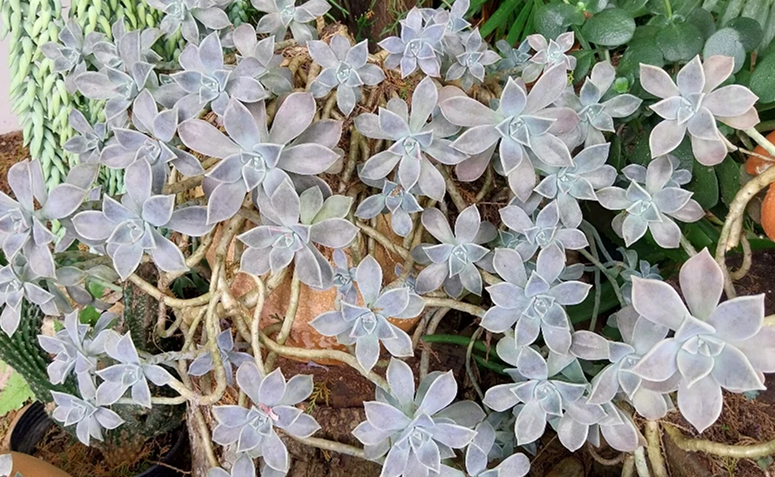 planta-fantasma (Graptopetalum paraguayense) em vaso, com folhas em tons acinzentados
