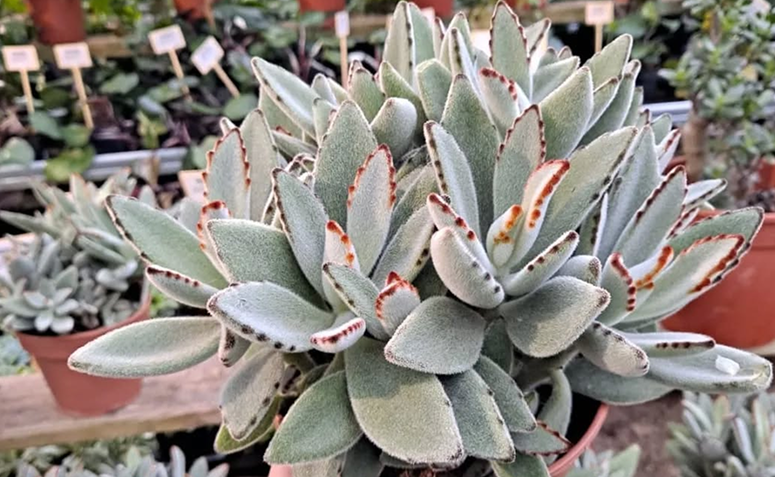 suculenta orelha-de-gato (Kalanchoe tomentosa) em vaso, com folhas aveludadas