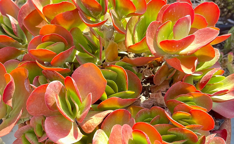 kalanchoe vivien em vaso, com folhas carnudas e bordas avermelhadas pelo sol