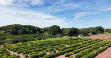 Assistência técnica fortalece produção de alimentos na Comunidade São Sebastião, em Santo Antônio de Leverger -