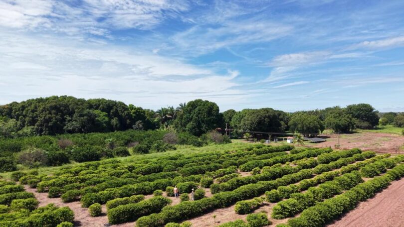 Assistência técnica fortalece produção de alimentos na Comunidade São Sebastião, em Santo Antônio de Leverger -
