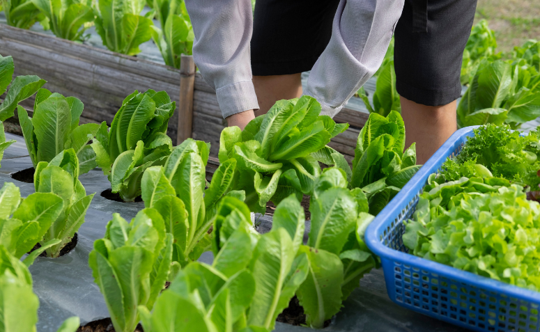 Alface fresca, uma das melhores hortaliças para cultivar em casa com facilidade.