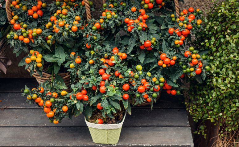 Pé de tomate-cereja em vaso, uma ótima opção de hortaliças para cultivar em casa.