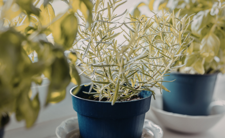 Ramo de alecrim fresco, uma das melhores hortaliças para cultivar em casa pelo aroma e facilidade.