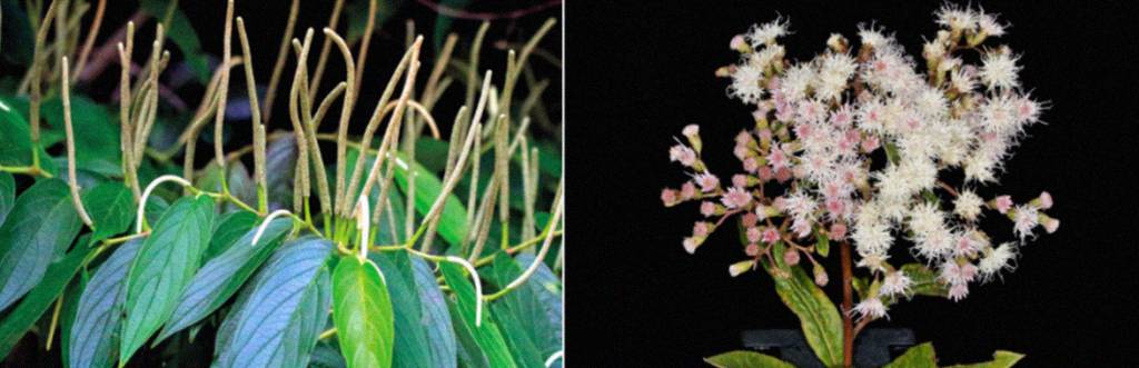 Assa-peixe (Vernonanthura polyanthes) e jaborandi-do-mato (Piper aduncum).