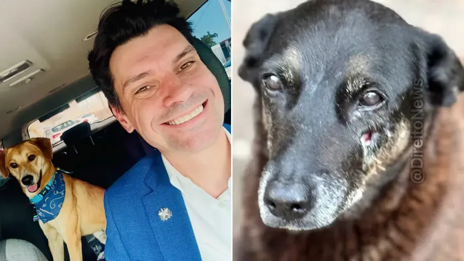 caso cao orelha conduta delegado geral investigada mpsc