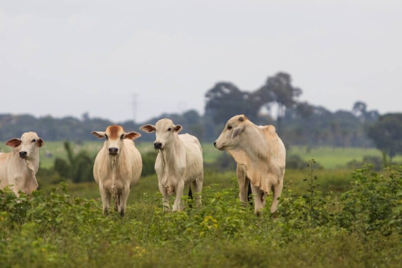 Abate De Gado Em Mato Grosso Atinge 641 Mil No Início De 2021, Com Queda De Fêmeas, Aponta Imea 1 2026 word2