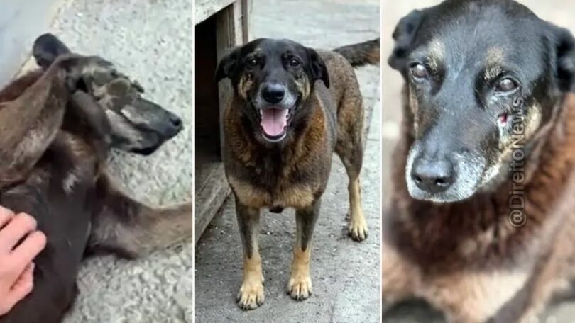 Corpo Do Cão Orelha Passa Por Nova Perícia Em Sc Após Solicitação Da Promotoria 1 2026 word2