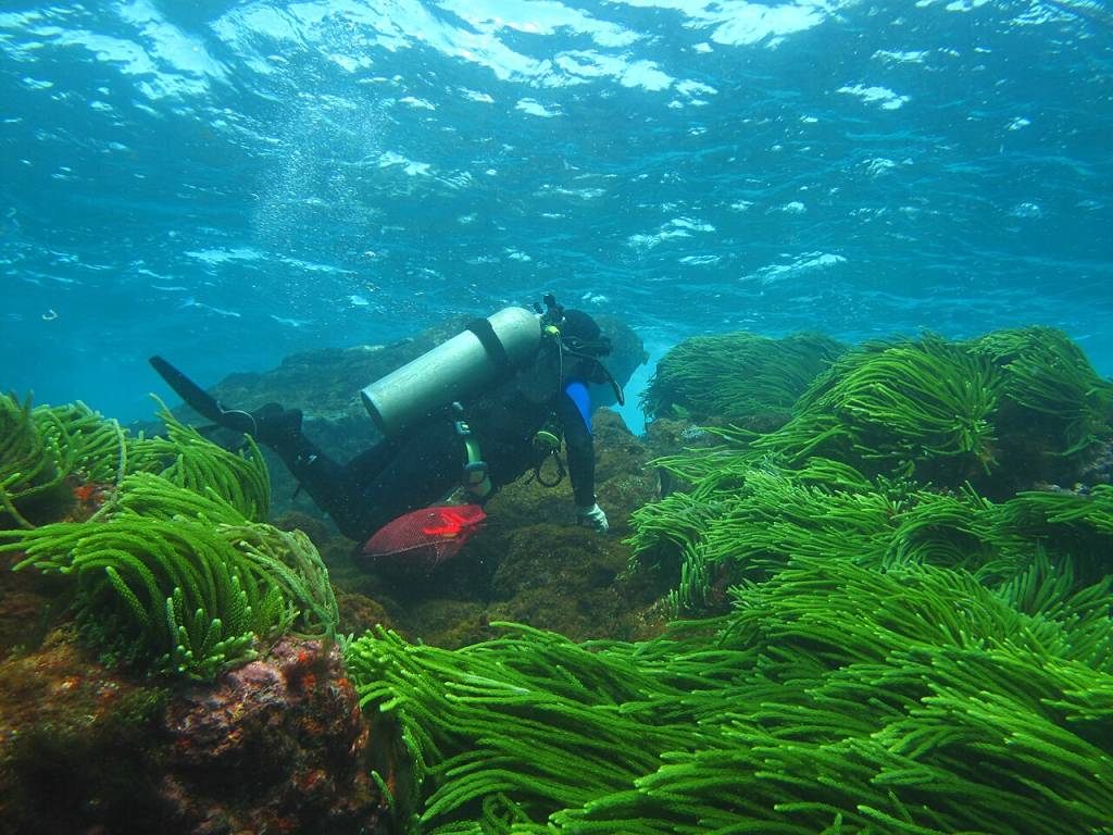 mergulho-arraial-do-cabo