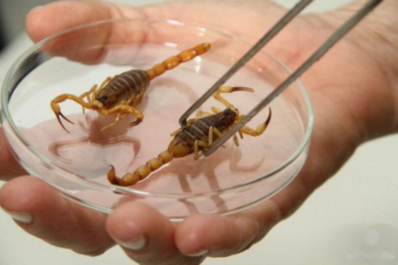 Elimine Escorpiões Com Segurança: Descubra O Método Mais Eficaz 1 2026 word3