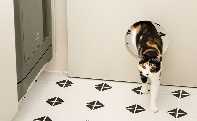 gato circulando livremente pela casa adaptada para felinos