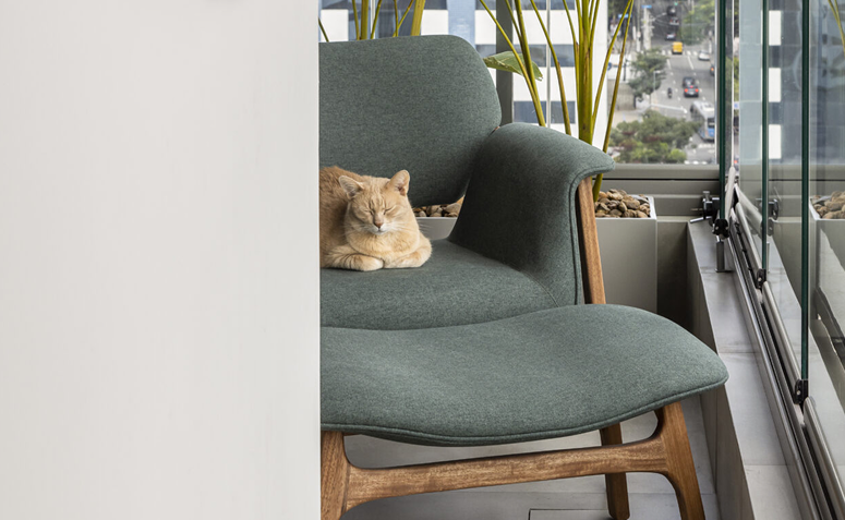 gato descansando próximo a janela em casa gatificada