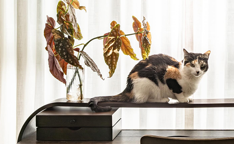 plantas seguras posicionadas em casa com gatos