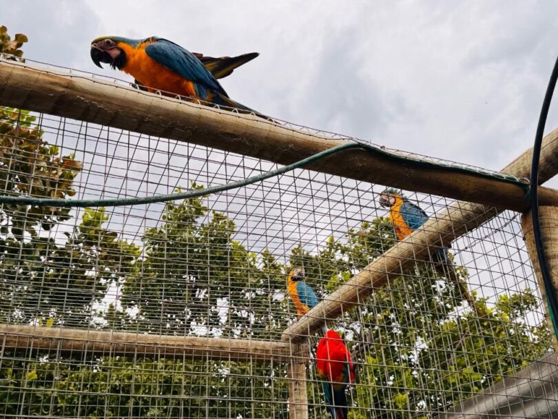 A Importância Da Guarda De Animais Silvestres: Entenda Por Que É Fundamental O Ano Todo 1 2026 word3