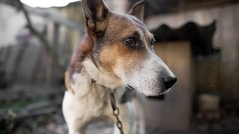Tj/Sp Autoriza Resgate De Cão Vítima De Maus-Tratos Em Invasão De Domicílio 1 2026 word2