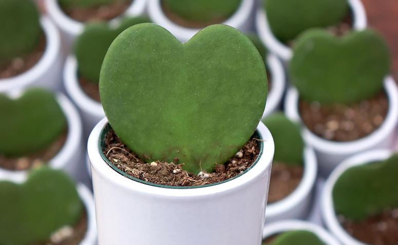 Hoya kerrii com folhas em formato de coração cultivada em vaso