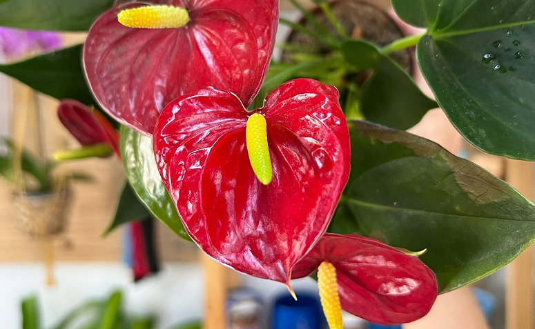 Antúrio com espata em formato de coração na decoração de interiores