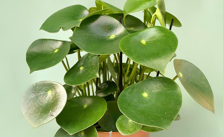 Peperômia Raindrop com folhas arredondadas que lembram formato de coração