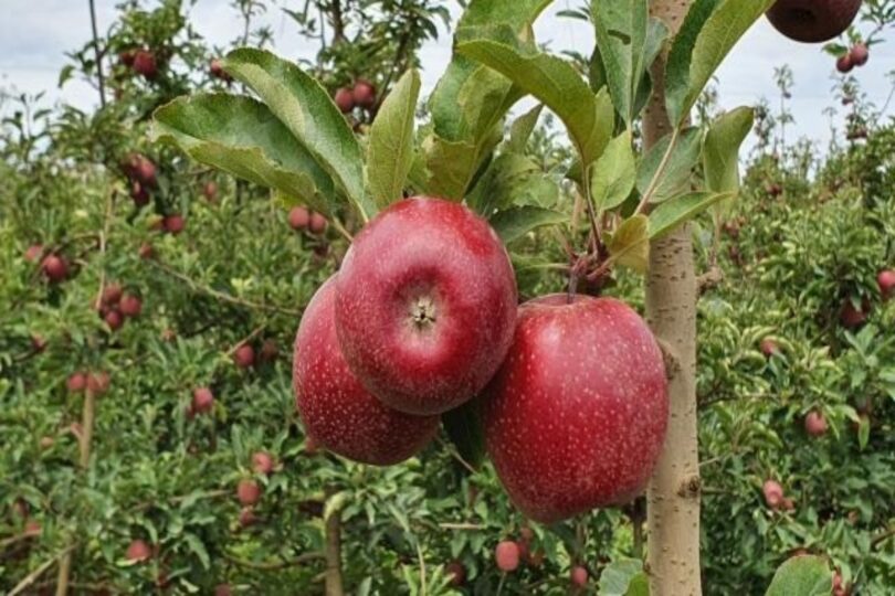 Safras De Maçã Promissoras: Embrapa Investe Em Variedade Mais Vermelha 1 2026 word1