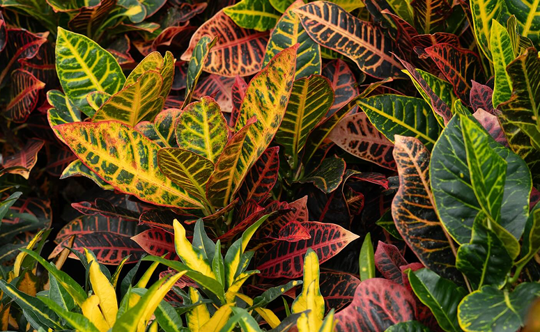 Croton com folhas multicoloridas em verde, amarelo e vermelho, planta ornamental para áreas bem iluminadas.
