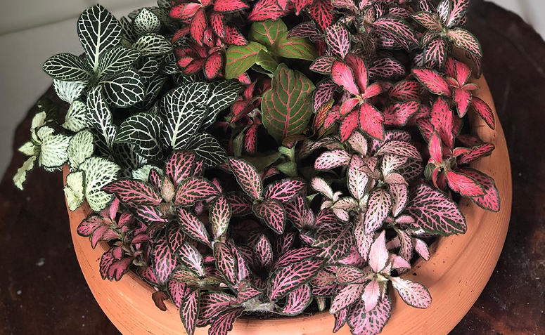 Fitônia com folhas pequenas e nervuras rosadas, folhagem delicada e colorida para ambientes internos.