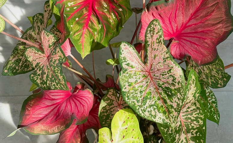 Caladium com folhas grandes e coloridas em tons de rosa e verde, folhagem ornamental de destaque.