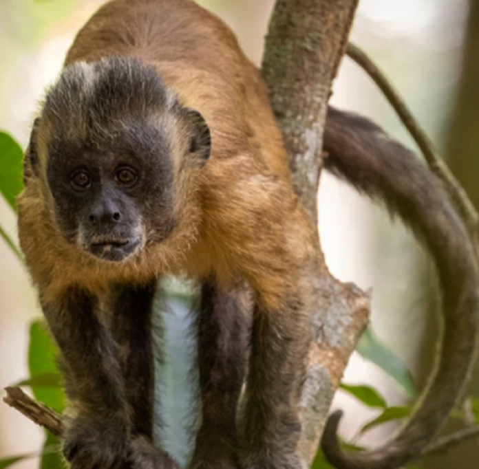 Fotografia do Jenipapo é um macho adulto com uma mancha de pelo mais claro no topo da cabeça .