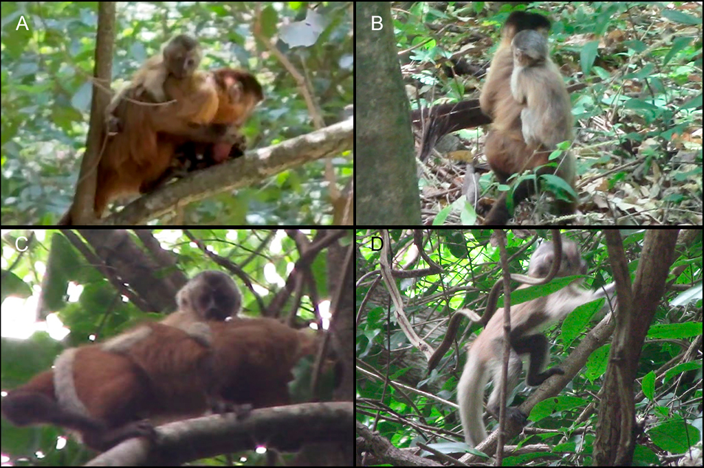 Fotografia de um filhote leucístico de macaco-prego-barbudo (Sapajus libidinosus) do Parque Nacional de Ubajara e sua mãe. Ele tem membros e cauda com coloração esbranquiçada, diferente do padrão de coloração da pelagem da mãe